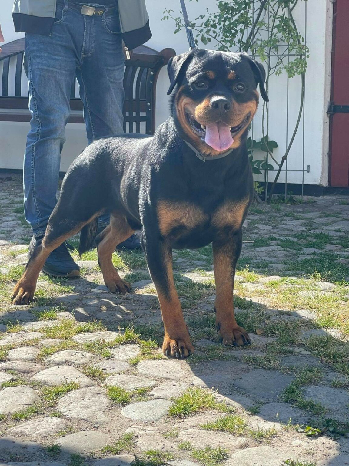 Dago vom Schwaiger Wappen, Korad - RottiPowah Rottweiler Kennel